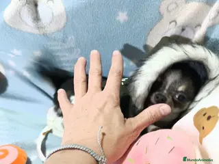 Chihuahua perros chihuahua de pelo largo y corto 👈👈👈🩷🐾 - Anuncio 1