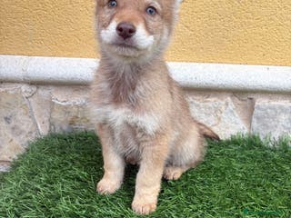 Perro Lobo de Saarloos perros Camada de Perro lobo Iberico impresionantes - Anuncio 1