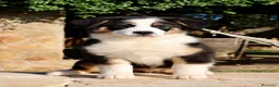Pastor Australiano perros en venta: Cachorra con garantías y pedigree de cria familiar - Anuncio 6