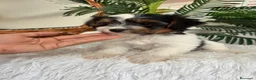 Yorkshire Terrier perros en venta: YORKSHIRE BIEWER - Anuncio 3