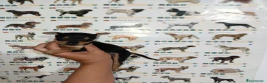 Ratón de Praga 1