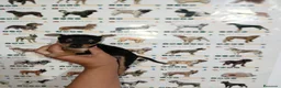 Ratón de Praga perros en venta: Ratón de Praga - Anuncio 1