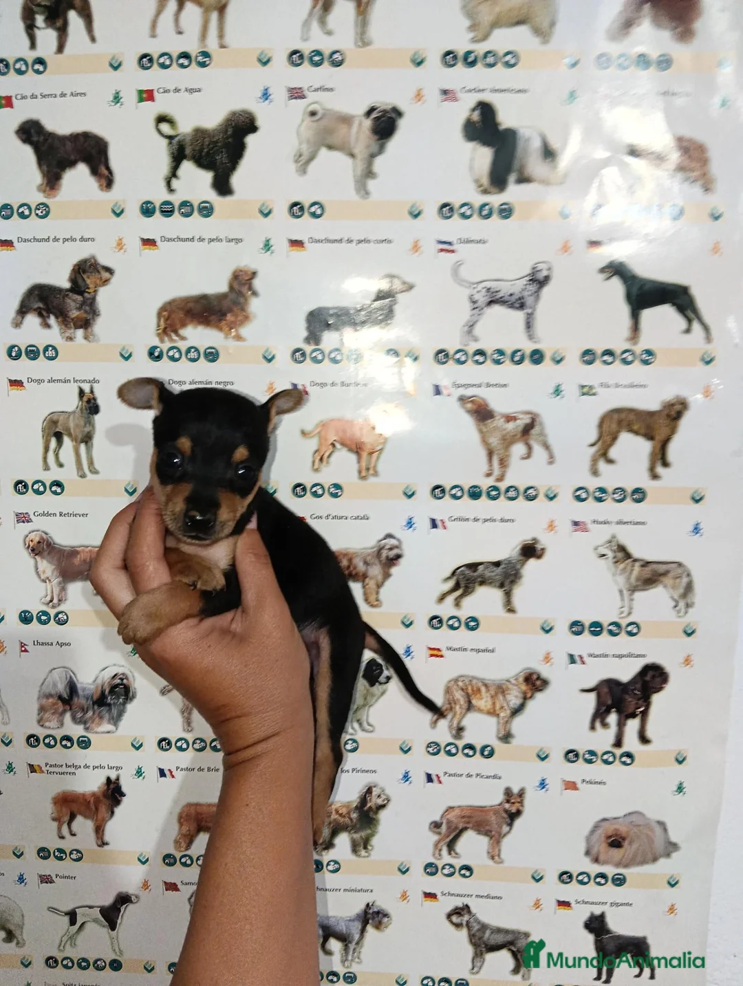 Ratón de Praga perros en venta: Ratón de Praga - Anuncio 1