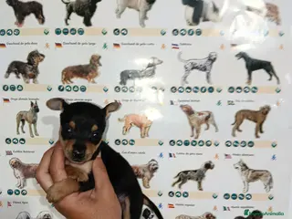 Ratón de Praga perros Ratón de Praga - Anuncio 2