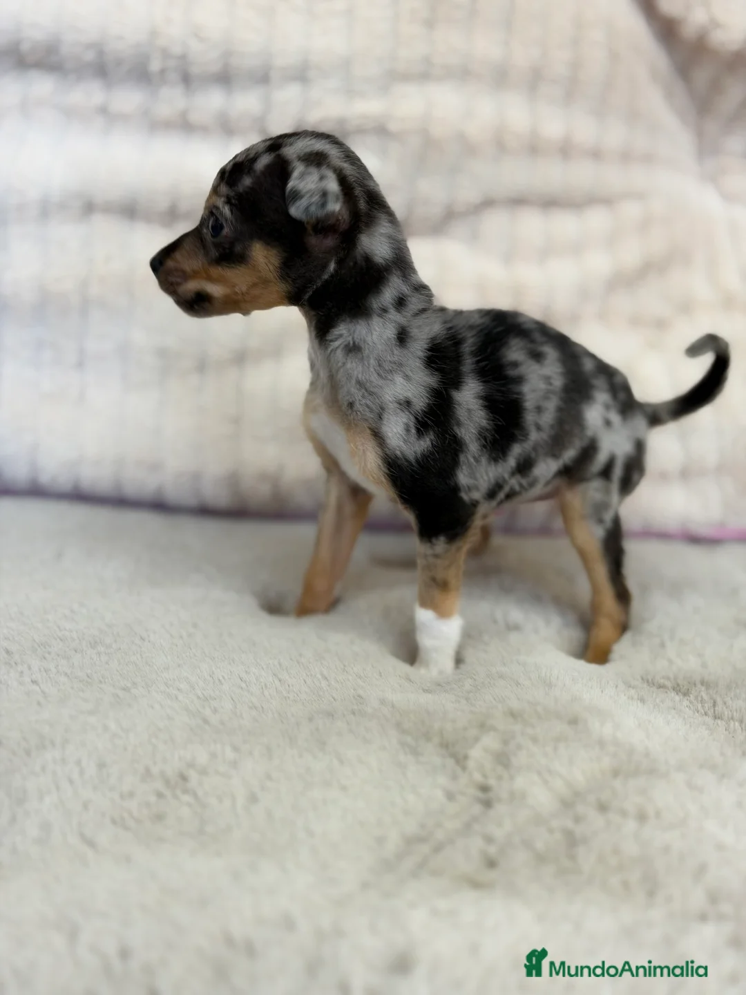Pinscher Miniatura perros en venta: Pincher miniatura Merke  - Anuncio 7