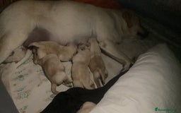 Labrador Retriever perros en venta: Ultimos cachorros - Imagen 5