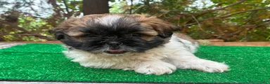Shih Tzu 2