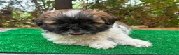 Shih Tzu perros en venta: Machitos de shih tzu - Anuncio 5