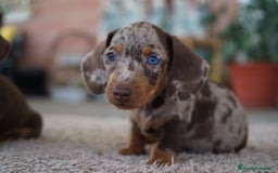 Teckel Miniatura perros en venta: 🌟 Frisco – Teckel miniatura merlé chocolate 🌟 - Imagen 2