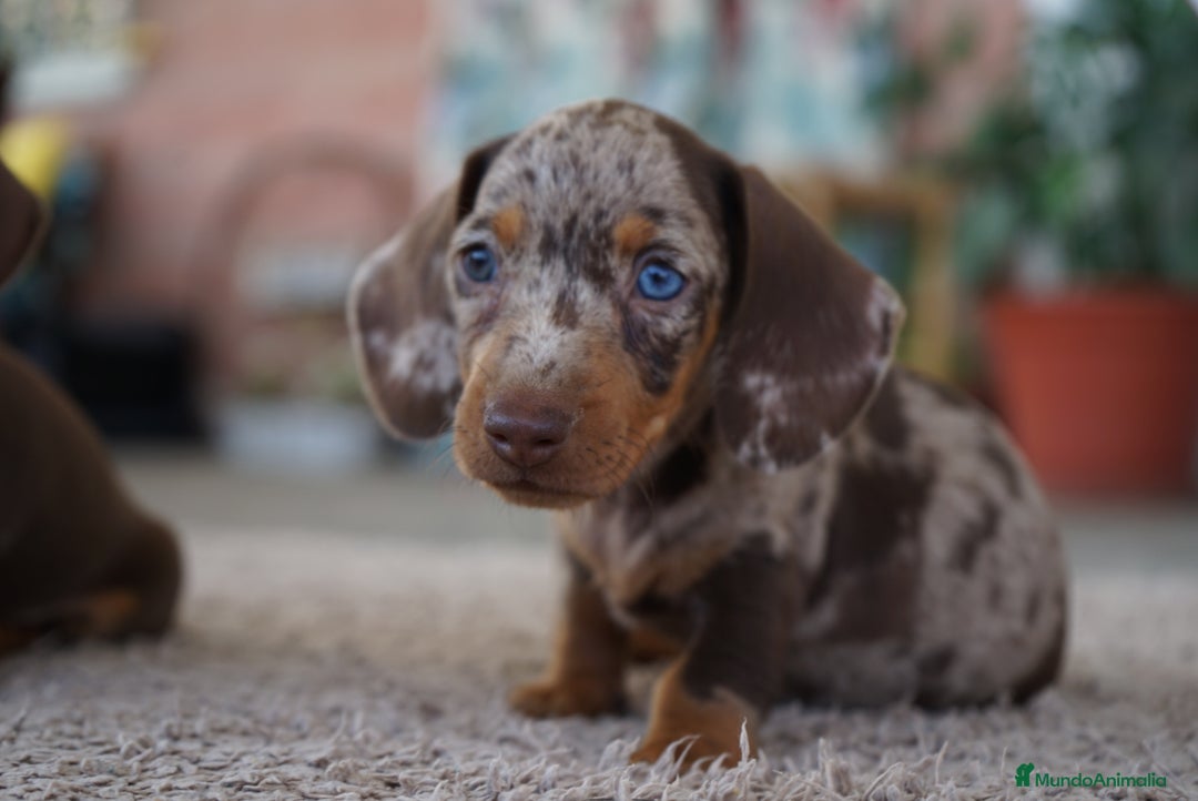 Teckel Miniatura perros en venta: 🌟 Frisco – Teckel miniatura merlé chocolate 🌟 - Imagen 2