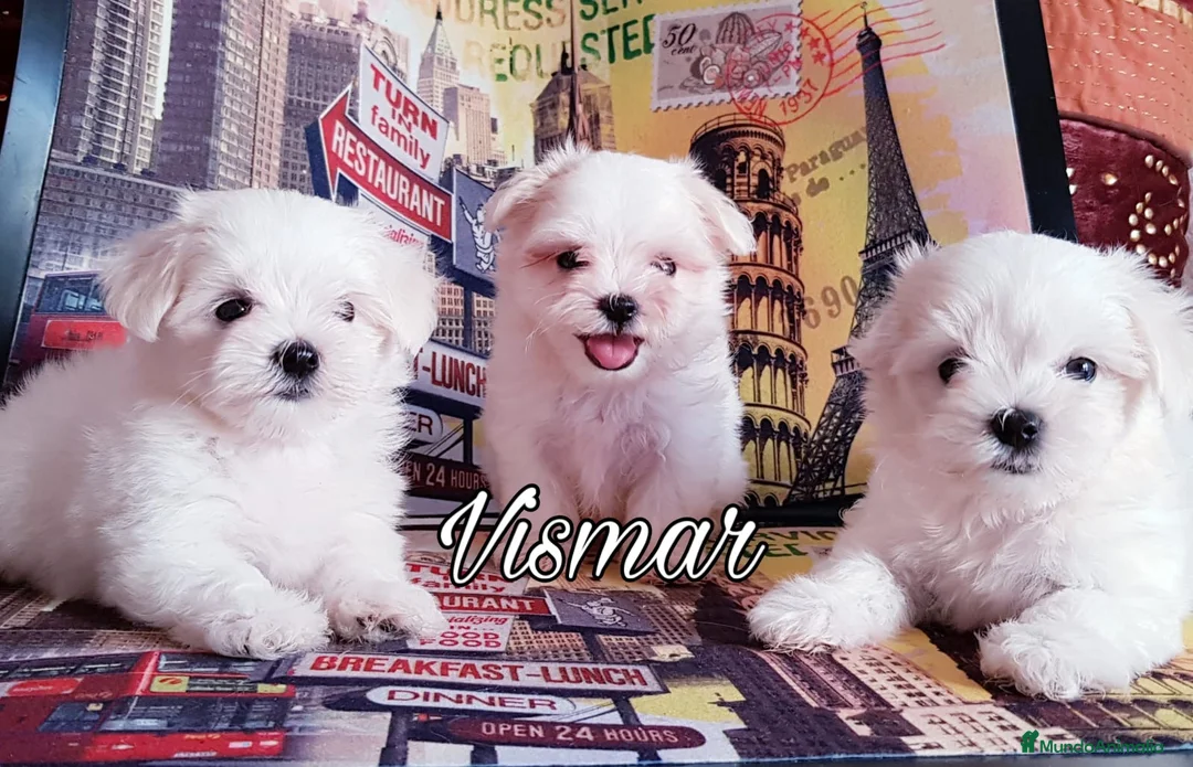 Bichón Maltés perros en venta: Bichón Maltés  en Barcelona - Anuncio 5