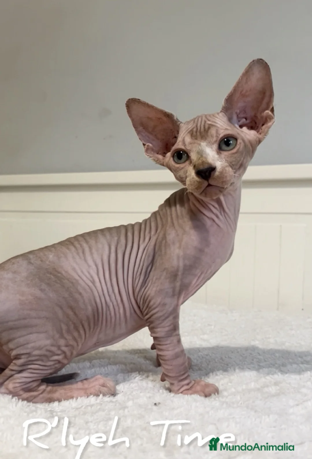 Sphynx gatos en venta: Sphynx - Anuncio 2