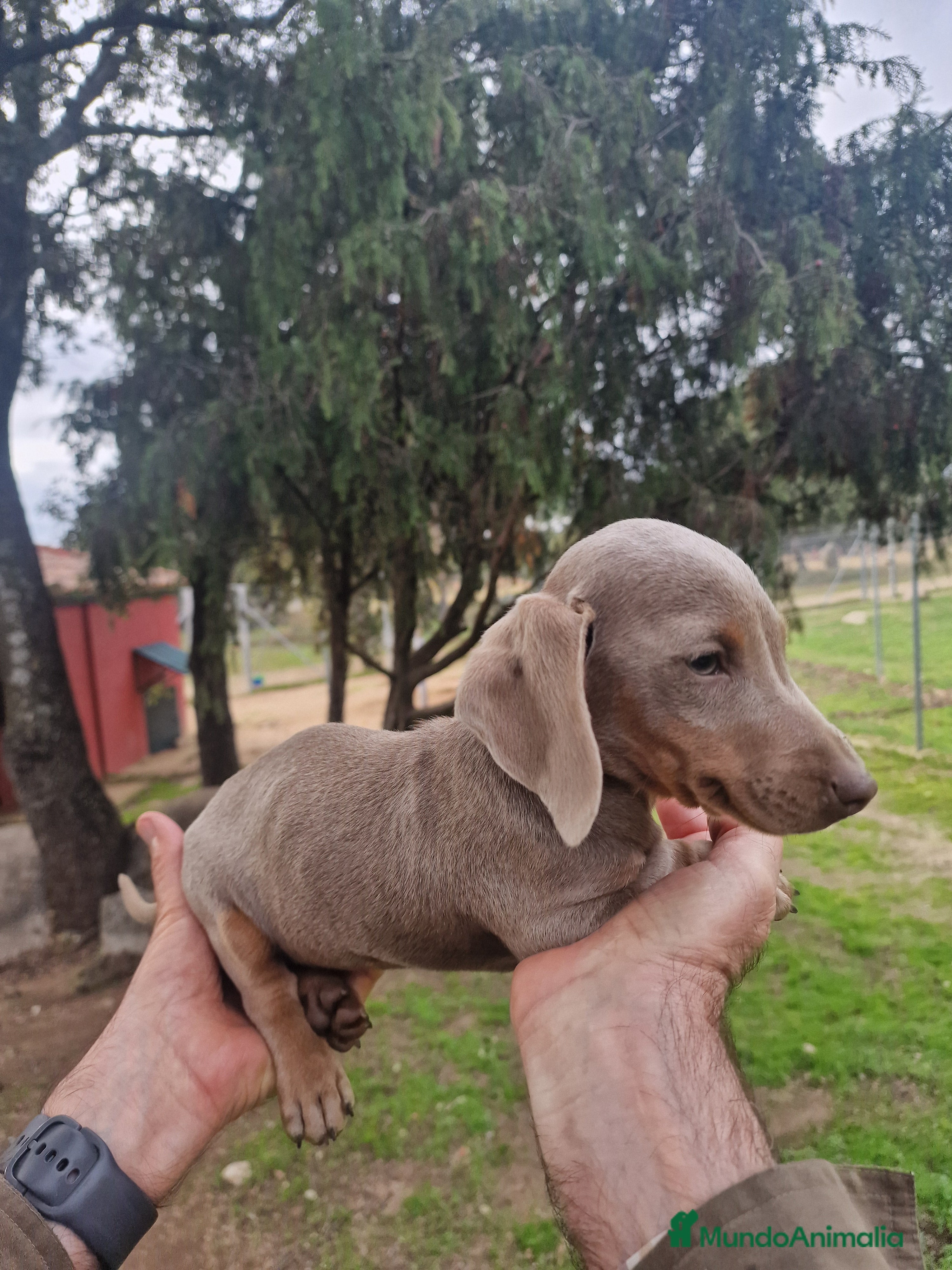 Teckel Miniatura perros TECKEL - Anuncio 2