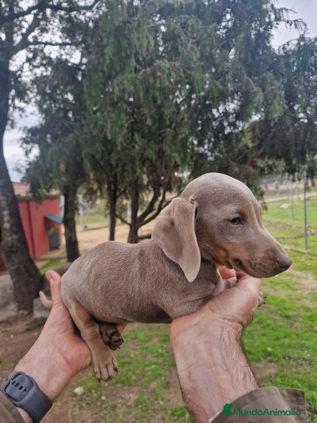 Teckel Miniatura perros en venta: TECKEL - Anuncio 2