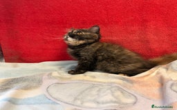Británico de Pelo Largo gatos en venta: Preciosa gatita tortuga negra - Imagen 6