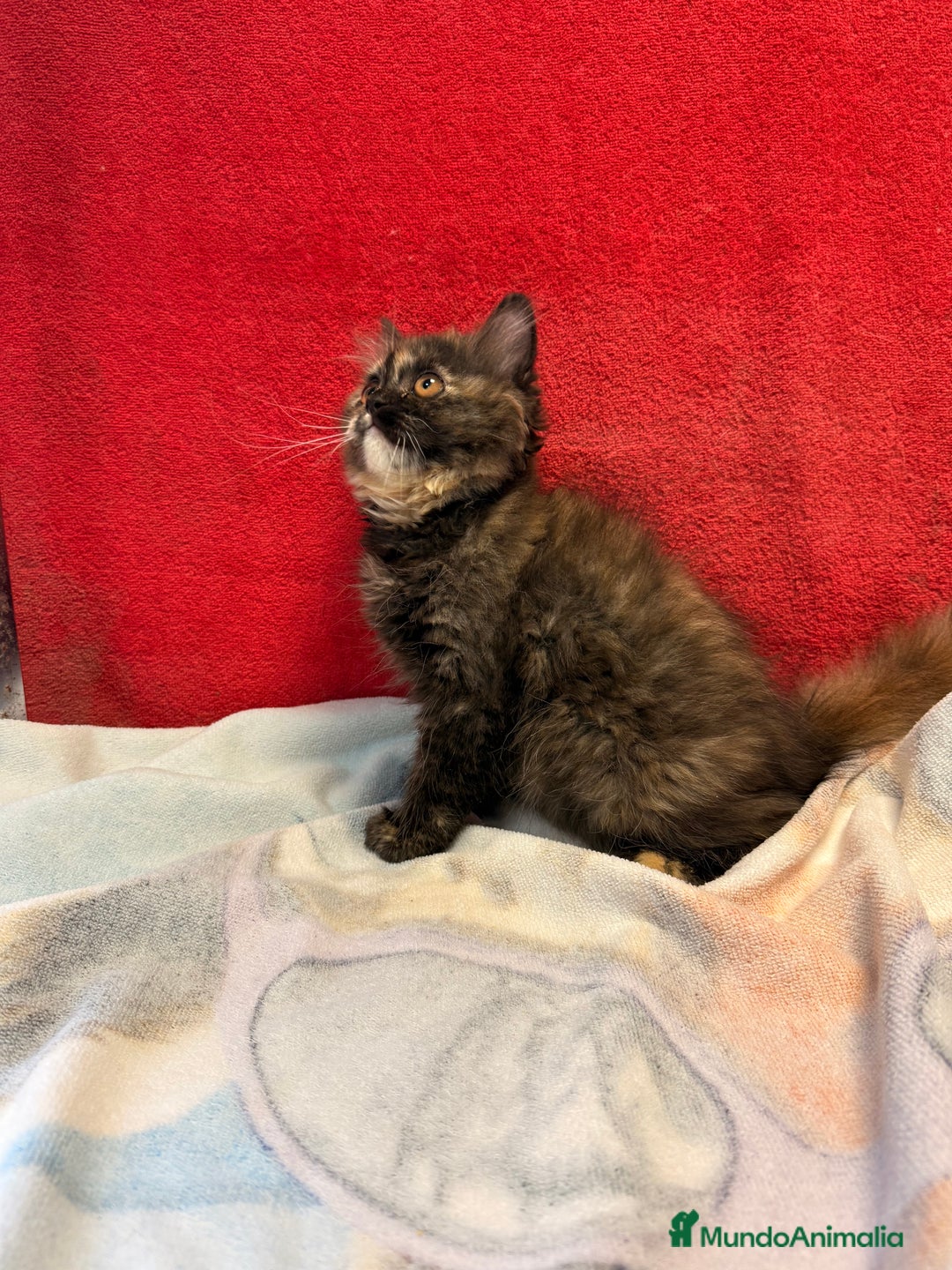 Británico de Pelo Largo gatos en venta: Preciosa gatita tortuga negra - Imagen 6