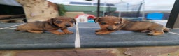 Teckel Miniatura perros en venta: Teckel mini  - Anuncio 2
