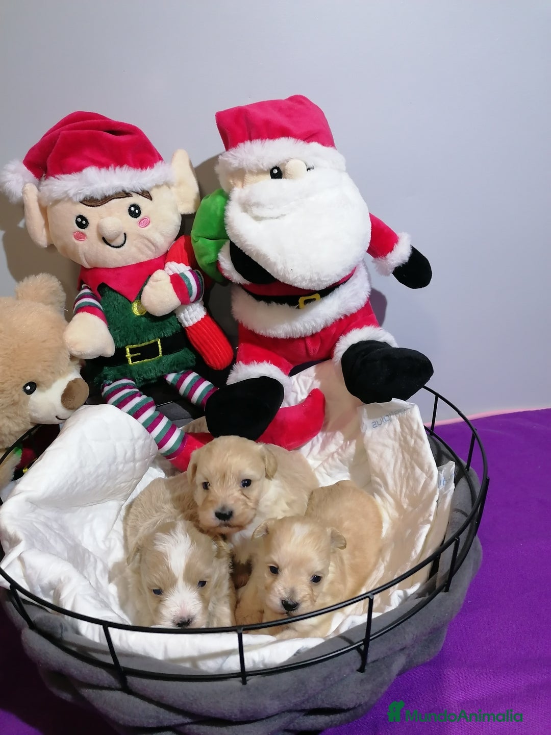 Maltipoo perros en venta: Maltipoo  - Anuncio 3