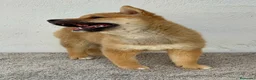 Shiba Inu perros en venta: Shiba Inu - Anuncio 4