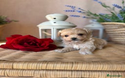 Maltipoo perros en venta: Maltipoo miniatura hembra disponible!! - Imagen 7