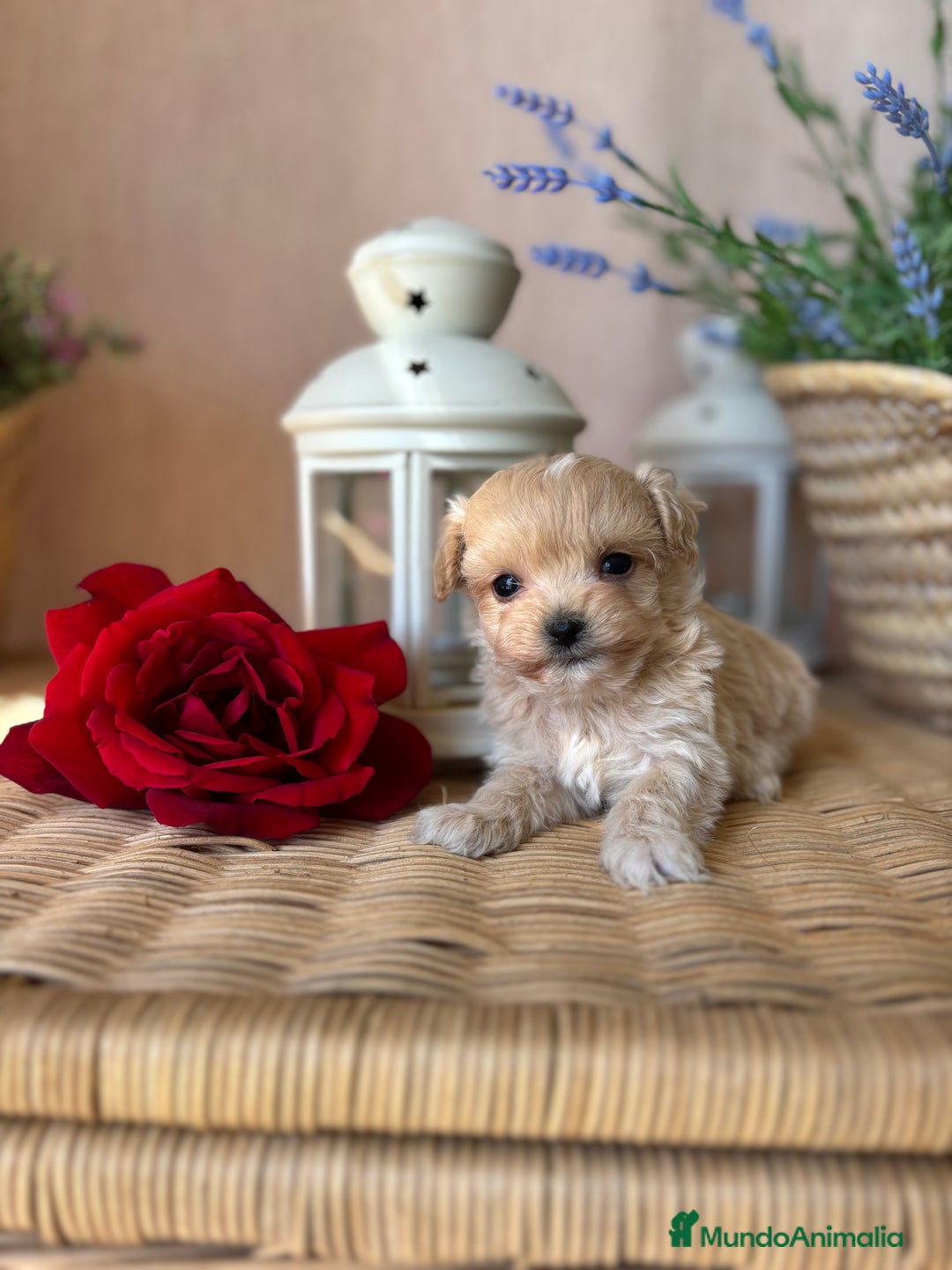 Maltipoo perros en venta: Maltipoo miniatura hembra disponible!! - Imagen 7