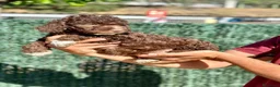 Perro de Agua Español perros en venta: Perro de Agua - Anuncio 1