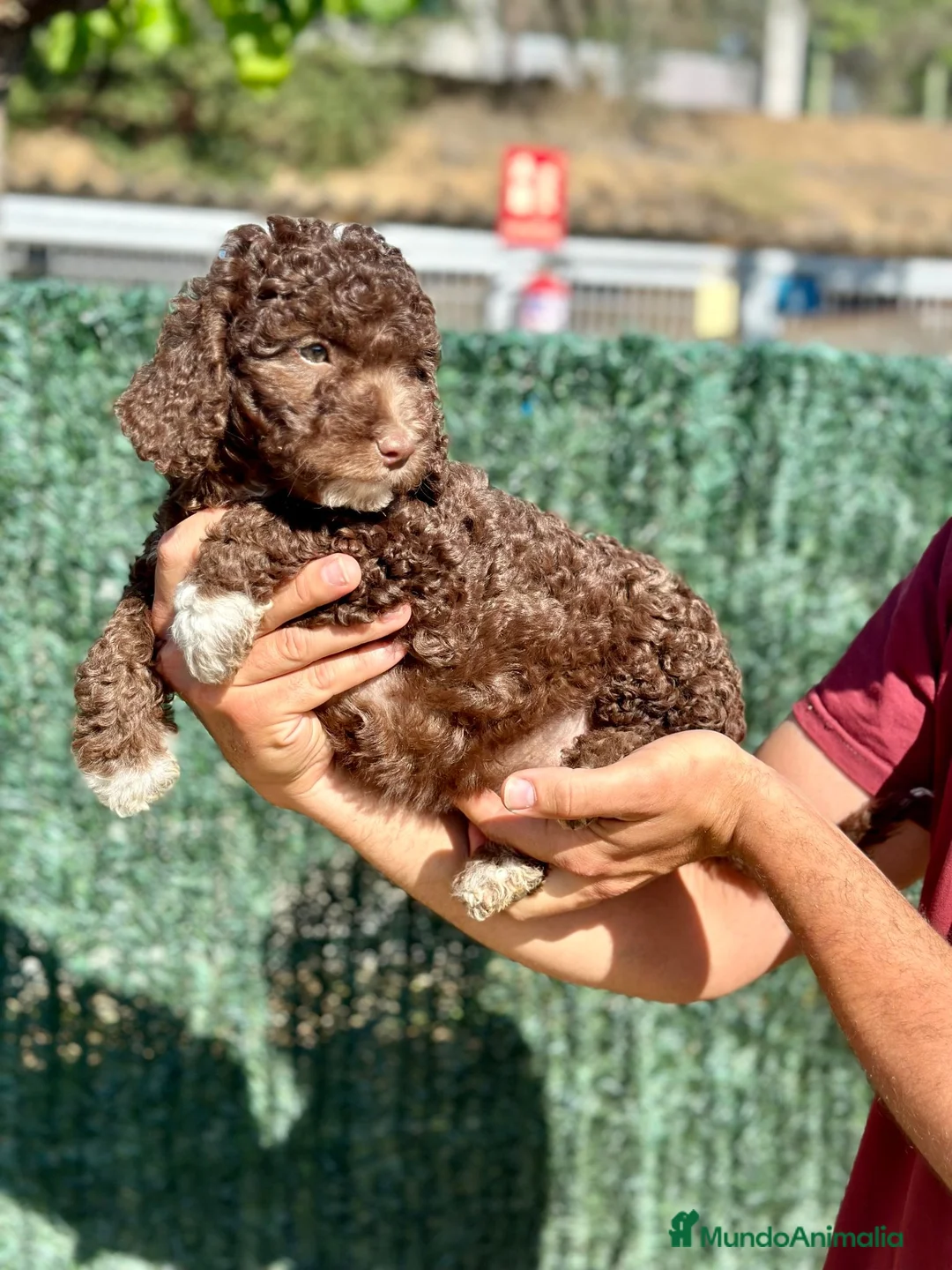 Perro de Agua Español perros en venta: Perro de Agua - Anuncio 1