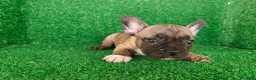 Bulldog Francés perros en venta: Bulldog francés  - Anuncio 7