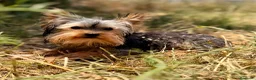 Yorkshire Terrier perros en venta: YORCKSHIRETERRIER MACHITO TOY - Anuncio 7