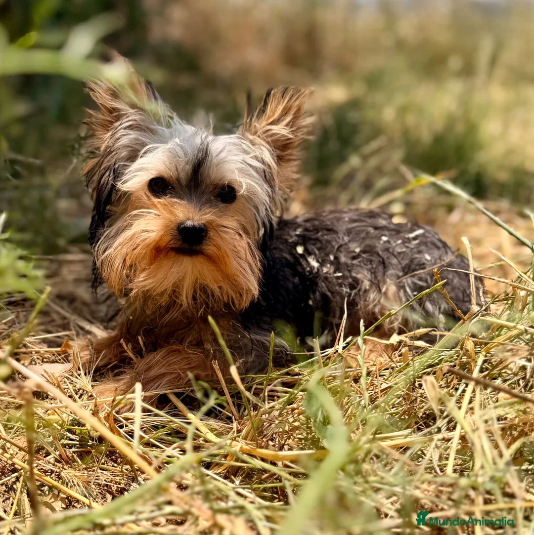 Yorkshire Terrier perros en venta: YORCKSHIRETERRIER MACHITO TOY - Anuncio 7