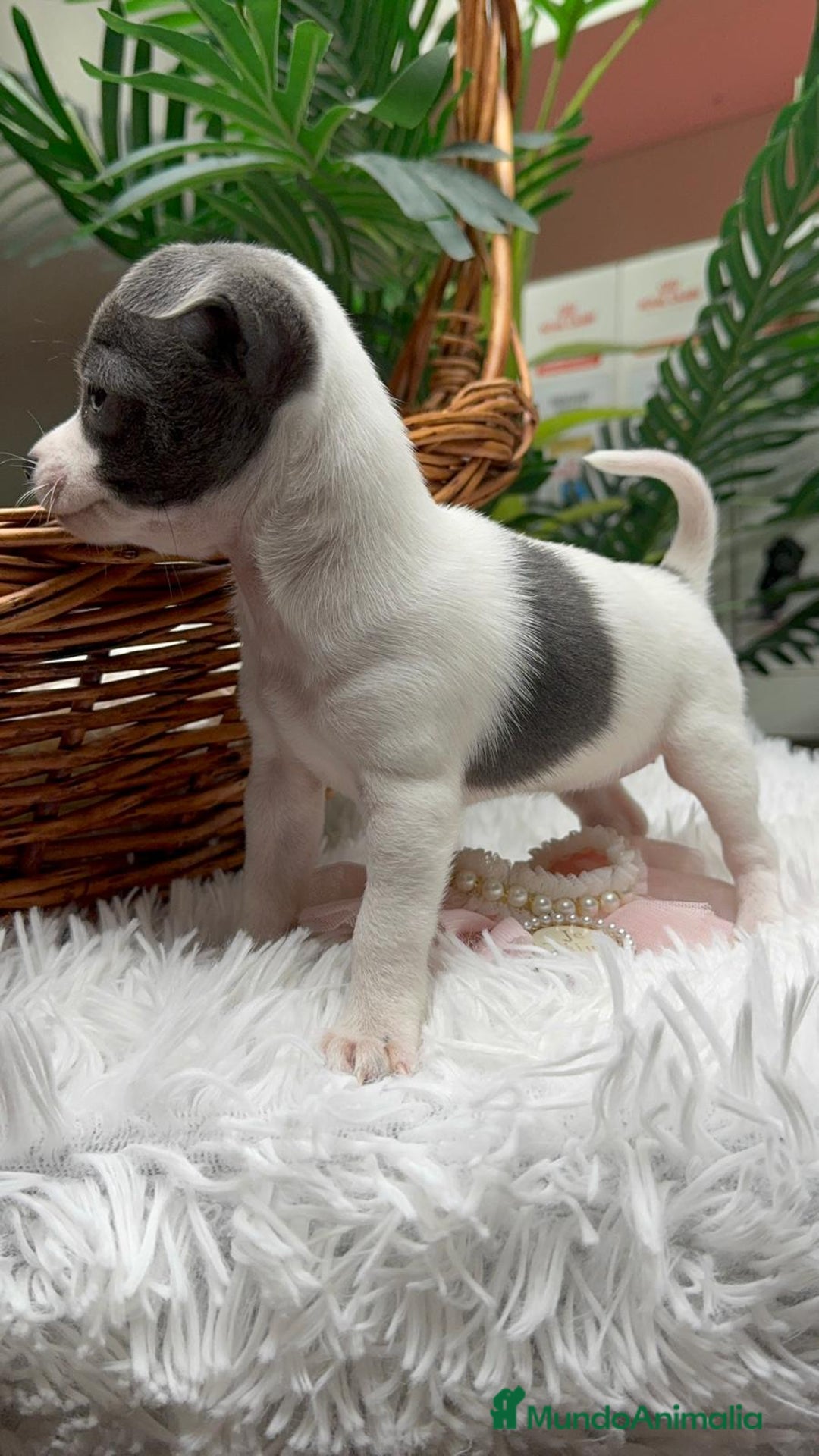 Chihuahua perros en venta: CHIHUAHUA HEMBRA - Anuncio 5