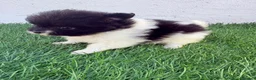 Pomerania perros en venta: Pomerania - Anuncio 12