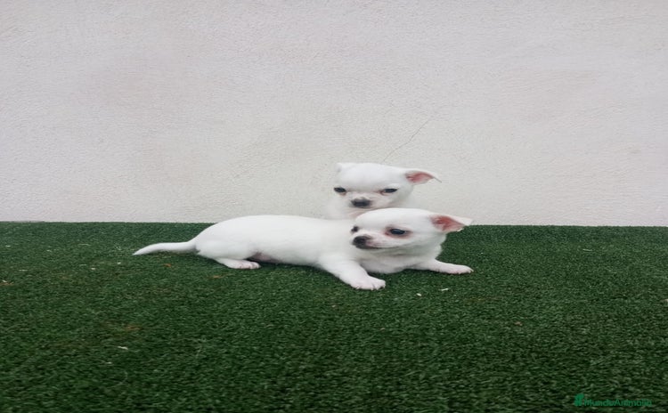 Chihuahua perros - Anuncio 3