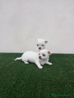 Chihuahua perros CHIHUAHUAS TOYS CABEZA MANZANA - Anuncio 10