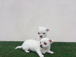 Chihuahua perros - Anuncio 6