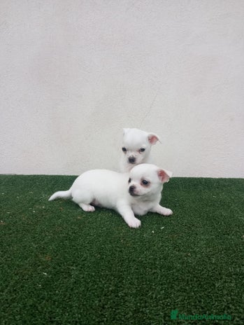 Chihuahua perros - Anuncio 3