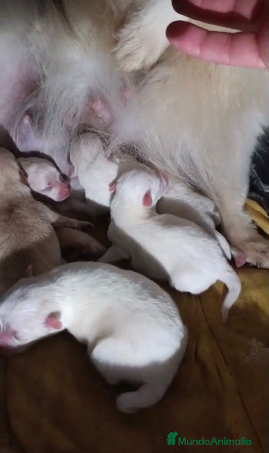 Pomerania perros en venta: NUEVA CAMADA Lulu pomerania toy - Anuncio 3