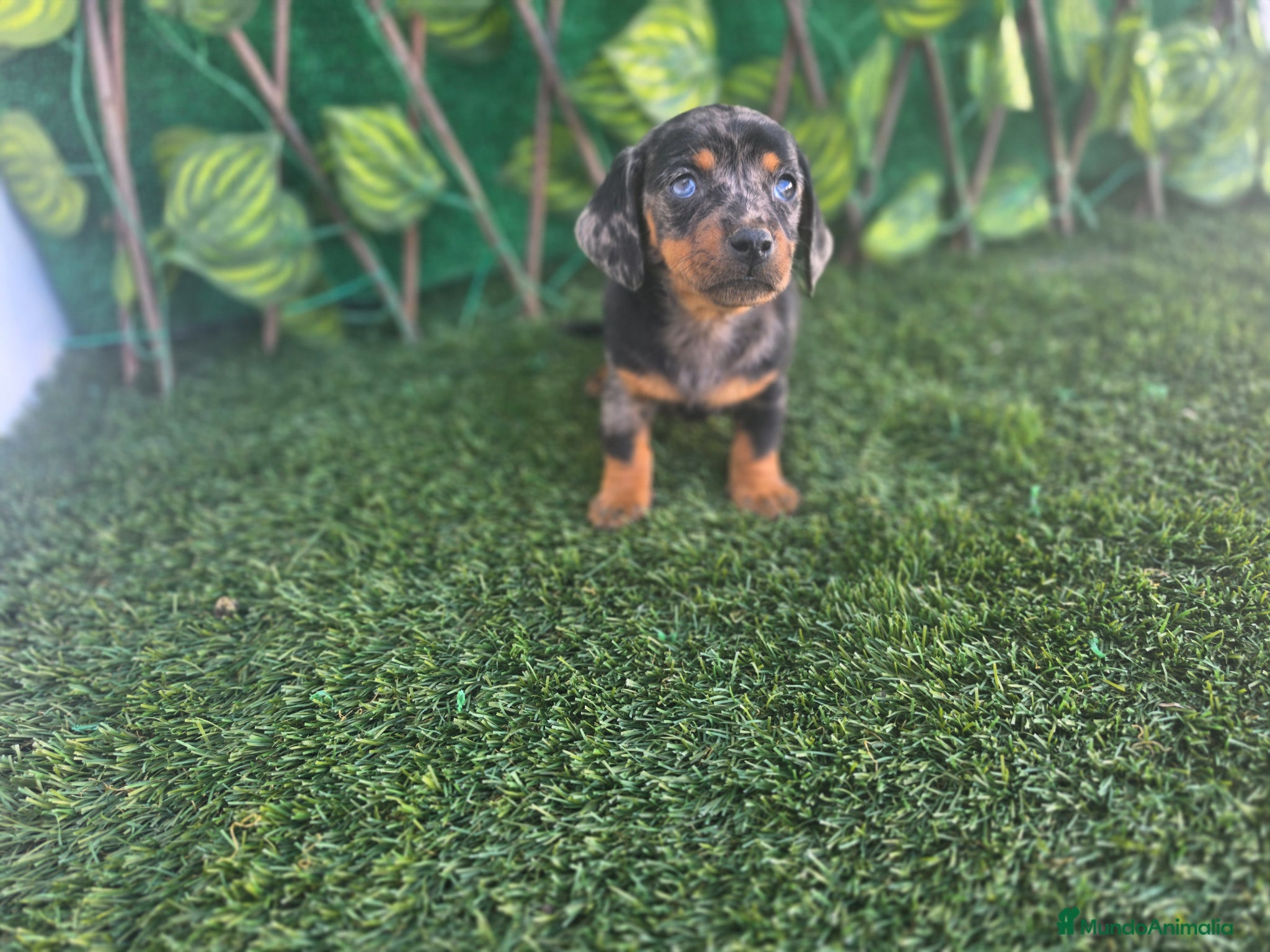 Teckel Miniatura perros TECKEL MINIATURA ARLEQUIN  - Anuncio 1