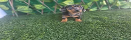 Teckel Miniatura perros en venta: TECKEL MINIATURA ARLEQUIN  - Anuncio 1