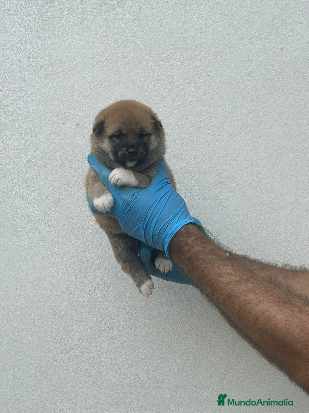 Shiba Inu perros en venta: Cachorros de Shiba Inu  - Imagen 9