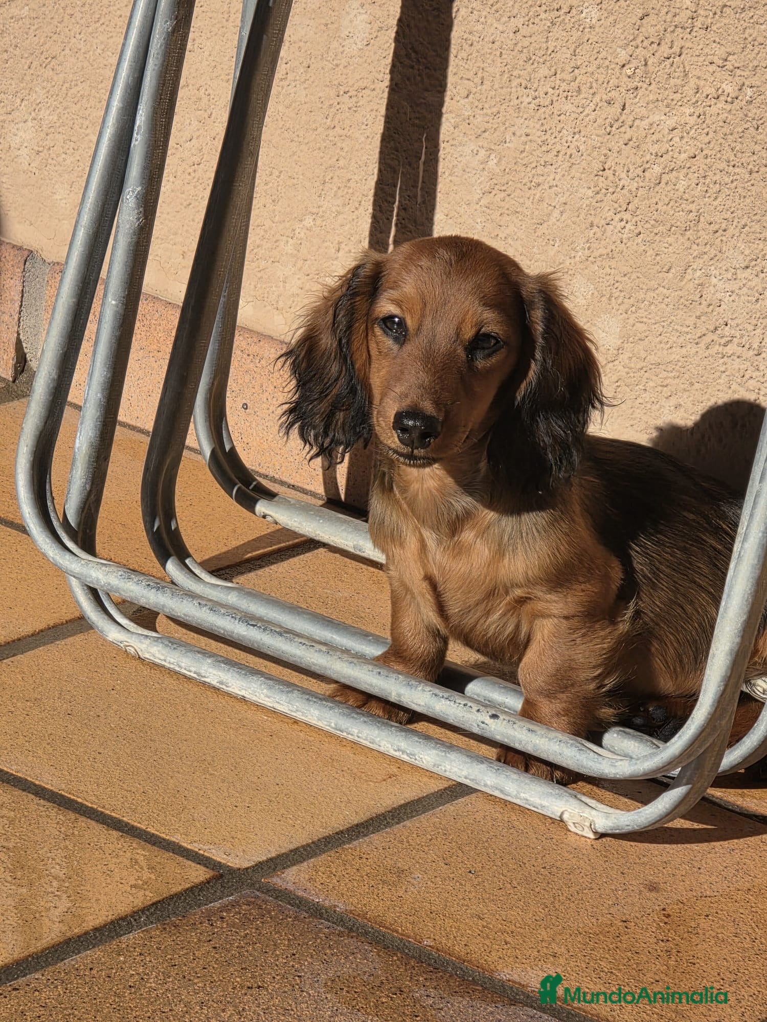 Teckel Miniatura perros Teckel kanichen  - Anuncio 12