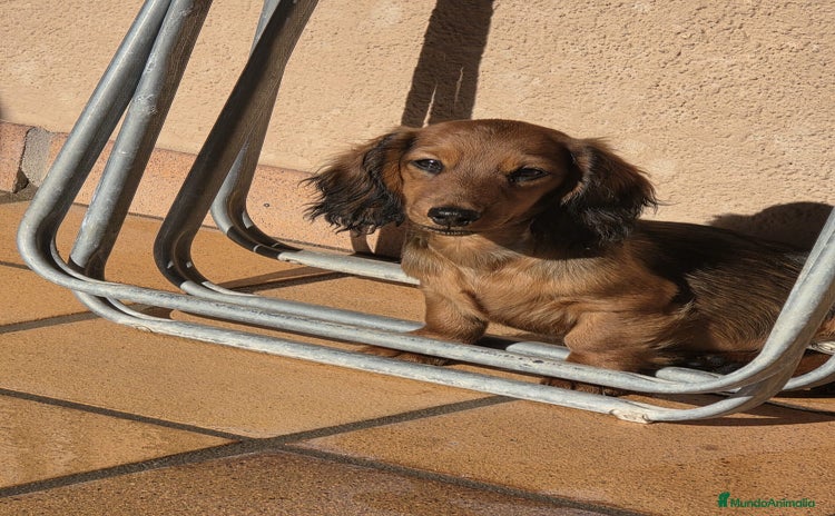 Teckel Miniatura perros Teckel kanichen  - Anuncio 4