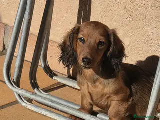 Teckel Miniatura perros Teckel kanichen - Anuncio 2