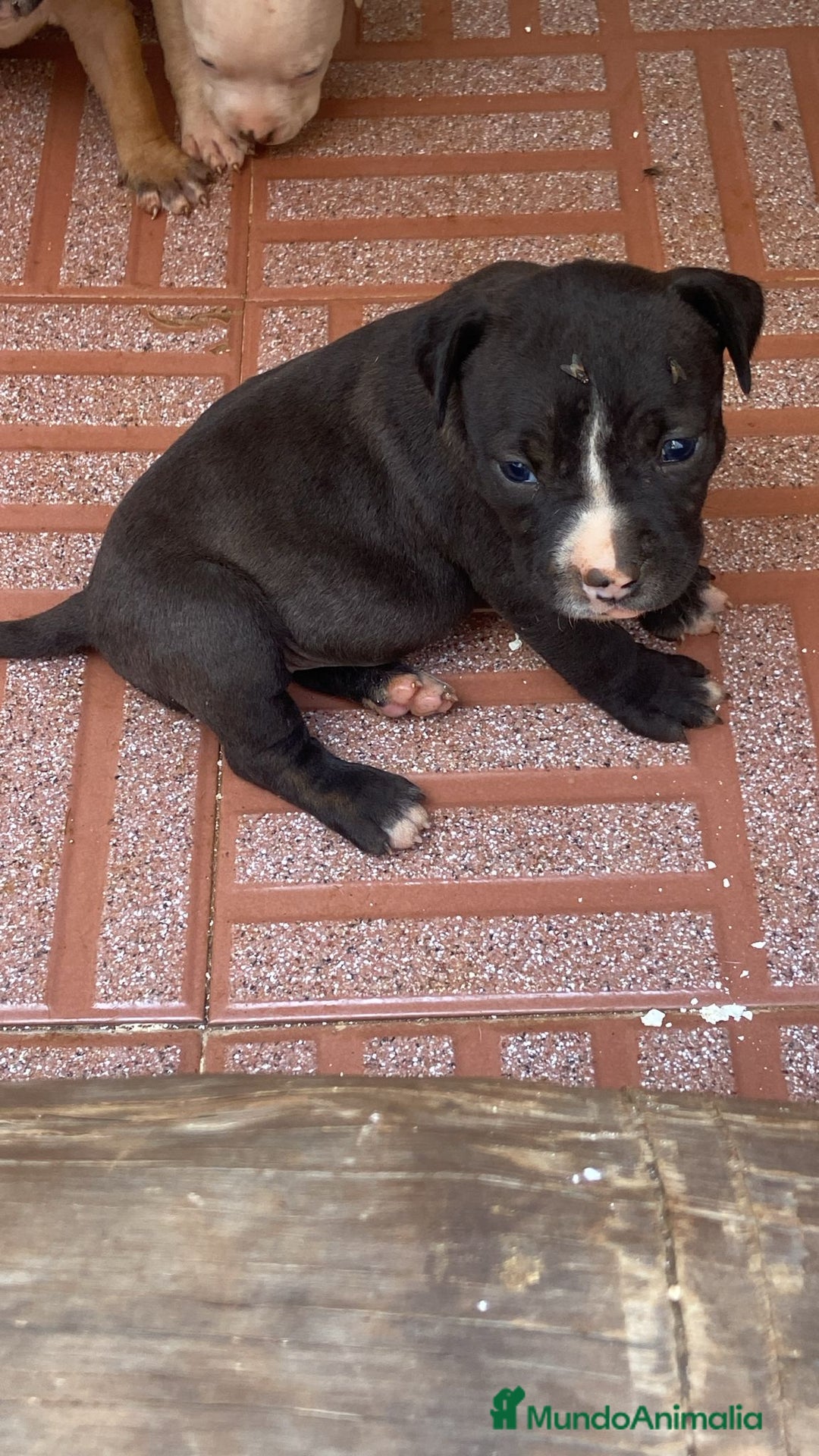 American Pit Bull Terrier perros en venta: American pibbut  - Imagen 3