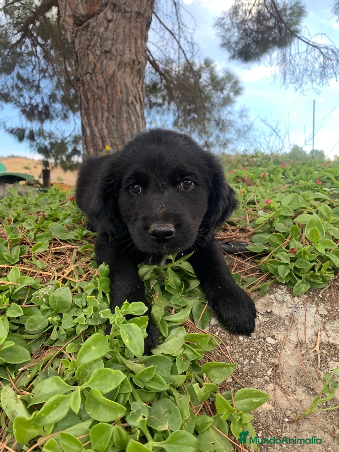 Golden Retriever perros en venta: GOLDEN RETRIEVER  - Imagen 2