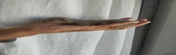 Chihuahua perros en venta: Chihuahua - Anuncio 4