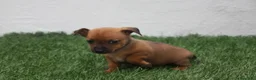 Raza Mixta perros en venta: Minijack  - Anuncio 20