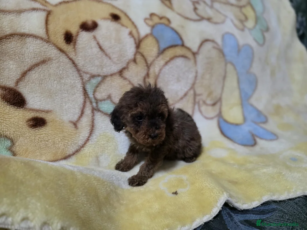 Caniche Toy perros en venta: Cachorrita Caniche toy rojo sable - Anuncio 3