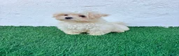 Bichón Maltés perros en venta: Bichon Maltes coreana - Anuncio 15