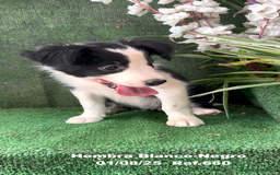 Border Collie perros en venta: Border Collie hembra - Imagen 5